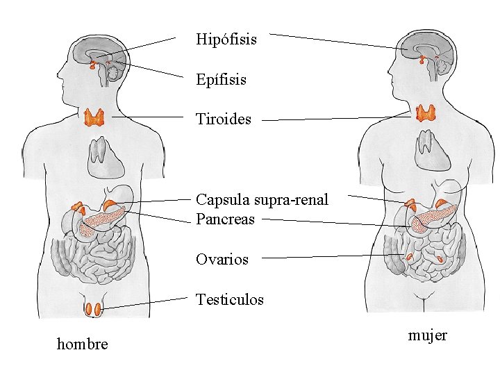 Hipófisis Epífisis Tiroides Capsula supra-renal Pancreas Ovarios Testiculos hombre mujer 
