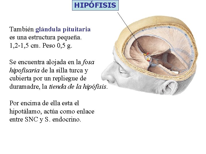 HIPÓFISIS También glándula pituitaria es una estructura pequeña. 1, 2 -1, 5 cm. Peso