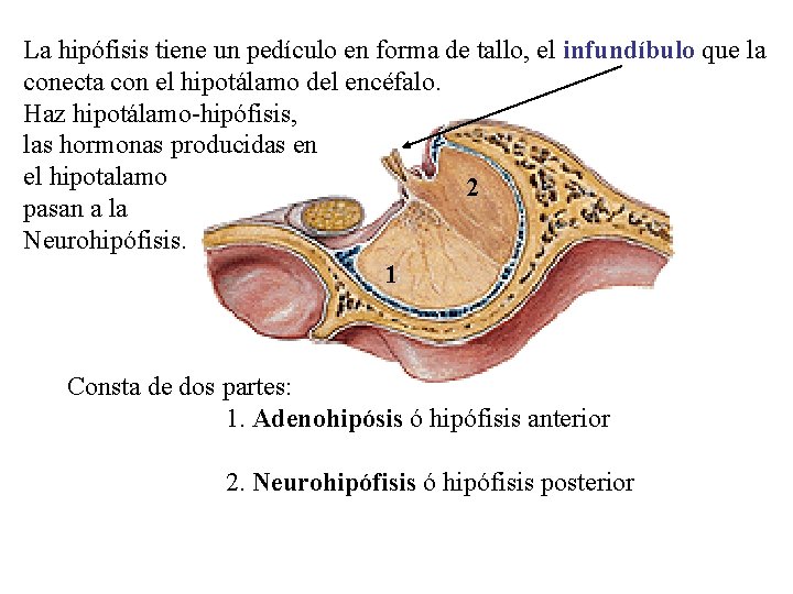 La hipófisis tiene un pedículo en forma de tallo, el infundíbulo que la conecta