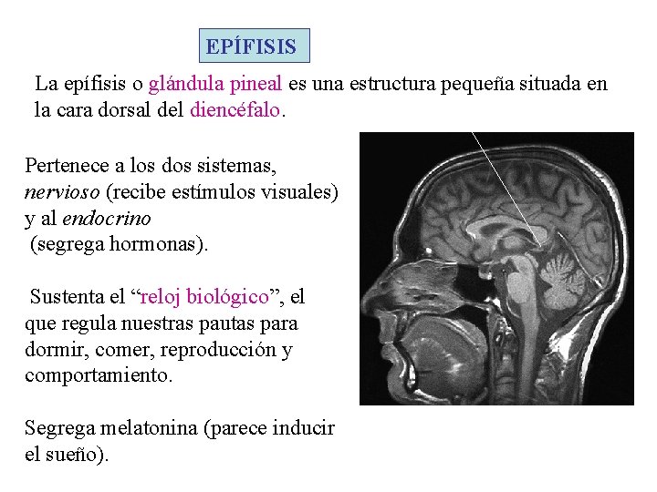 EPÍFISIS La epífisis o glándula pineal es una estructura pequeña situada en la cara