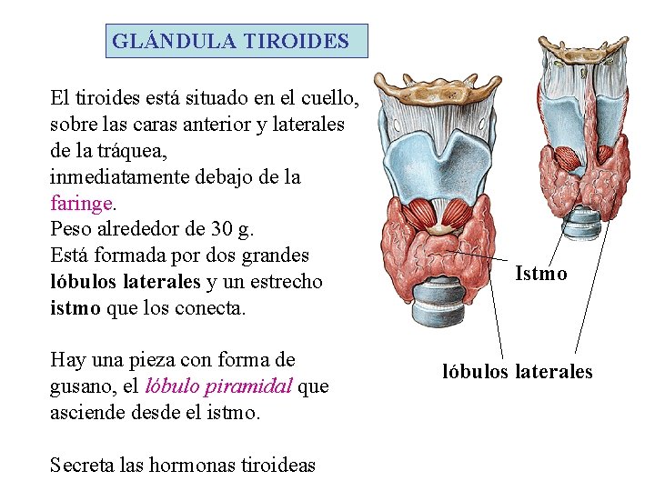 GLÁNDULA TIROIDES El tiroides está situado en el cuello, sobre las caras anterior y