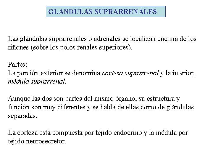 GLANDULAS SUPRARRENALES Las glándulas suprarrenales o adrenales se localizan encima de los riñones (sobre