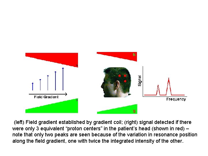 (left) Field gradient established by gradient coil; (right) signal detected if there were only