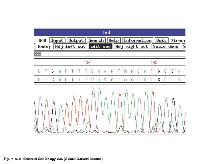 10_08_DNA. sequencing. jpg 