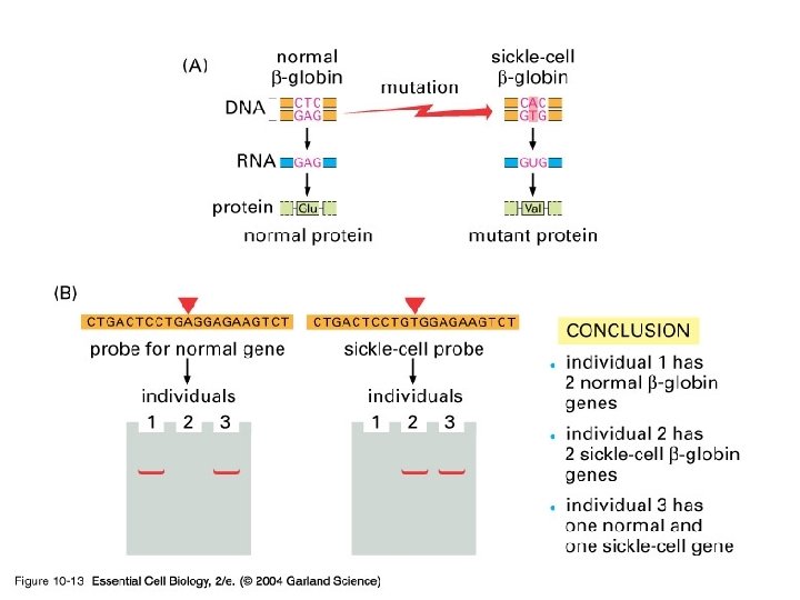 10_13_hybridization. jpg 