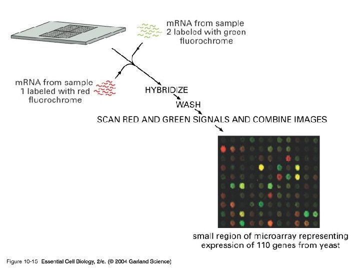 10_15_DNA. microarrays. jpg 
