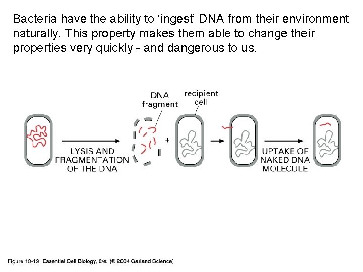 Bacteria have the ability to ‘ingest’ DNA from their environment naturally. This property makes