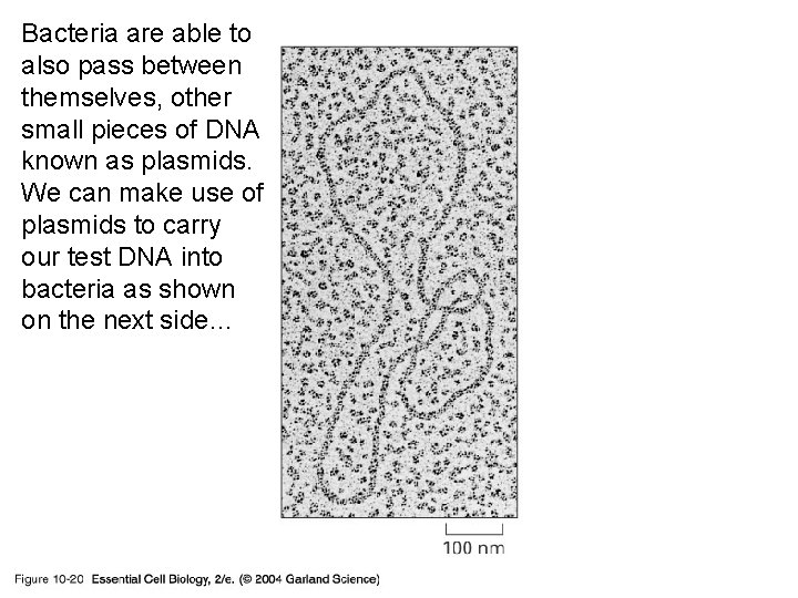 Bacteria are able to also pass between themselves, other small pieces of DNA known