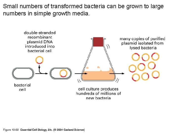 Small numbers of transformed bacteria can be grown to large numbers in simple growth