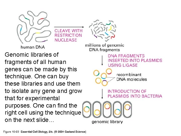 10_23_genomic. library. jpg Genomic libraries of fragments of all human genes can be made