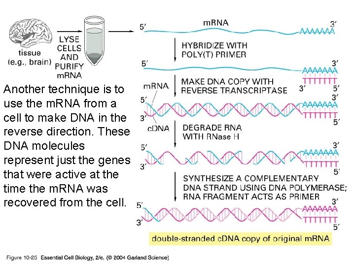 10_25_c. DNA. jpg Another technique is to use the m. RNA from a cell