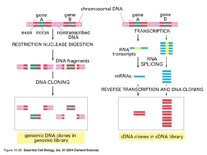 10_26_Genomic_c. DNA. jpg 