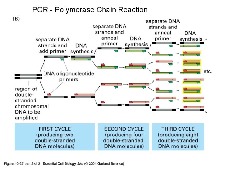 PCR - Polymerase Chain Reaction 10_27_2_PCR_amplify. jpg 