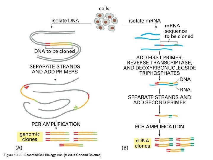 10_28_PCR_clones. jpg 