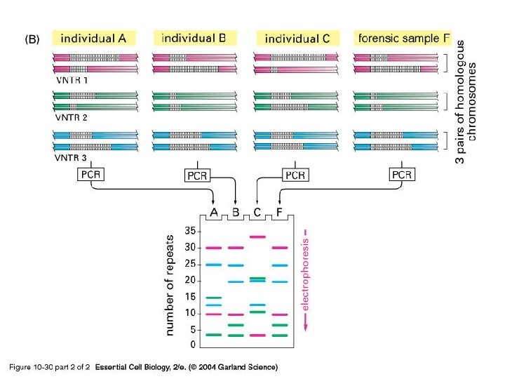 10_30_2_PCR_forensic. jpg 