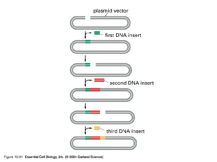 10_31_Serial. DNA. clone. jpg 