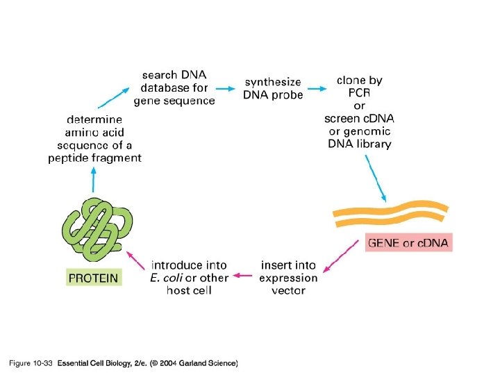10_33_gene_protein. jpg 