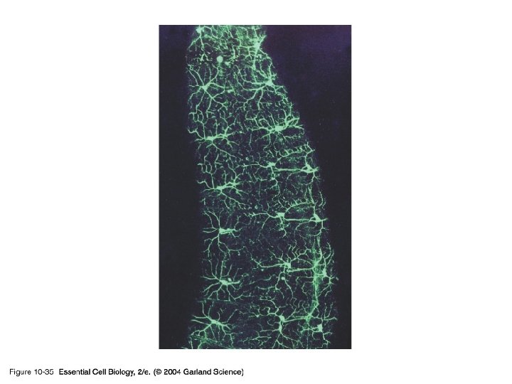 10_35_GFP. jpg 