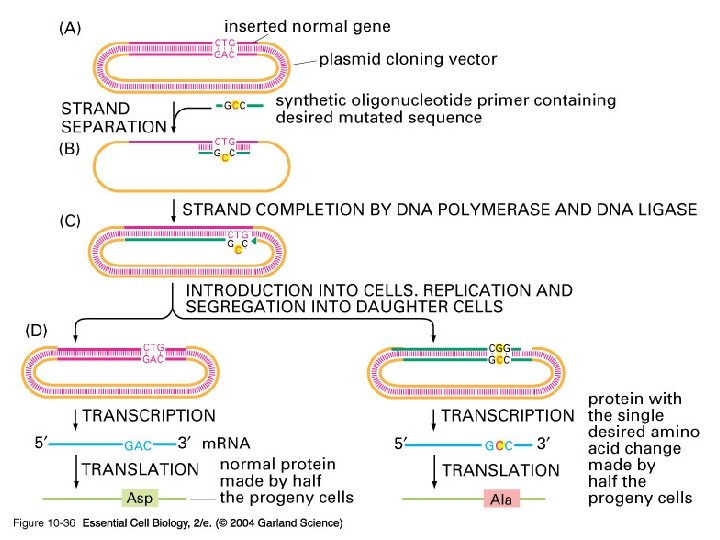 10_36_mutagenesis. jpg 