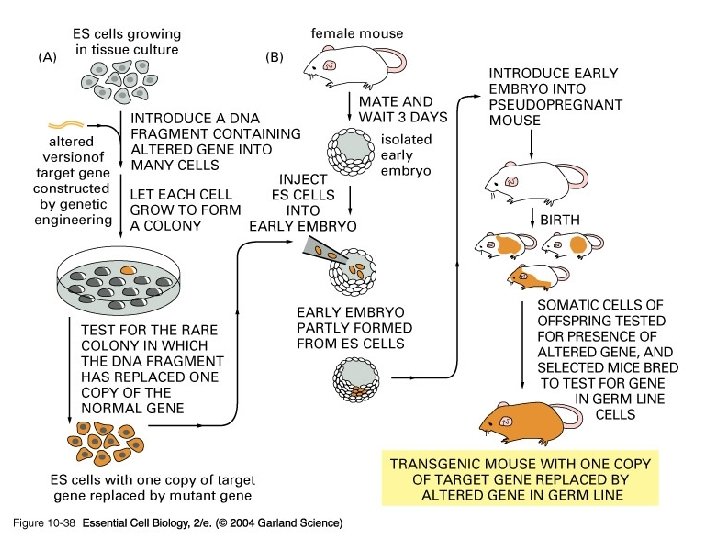 10_38_ES. cells. jpg 