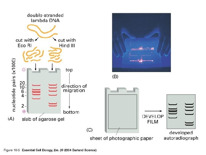 10_05_gel. electrophor. jpg 