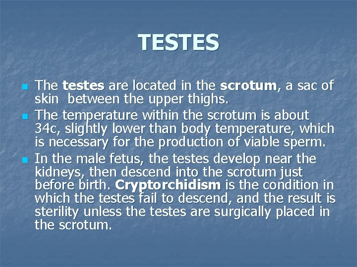 TESTES n n n The testes are located in the scrotum, a sac of