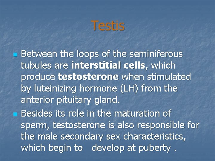 Testis n n Between the loops of the seminiferous tubules are interstitial cells, which
