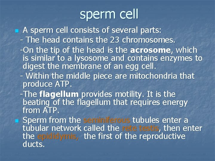 sperm cell A sperm cell consists of several parts: - The head contains the