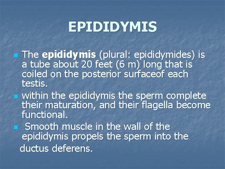 EPIDIDYMIS The epididymis (plural: epididymides) is a tube about 20 feet (6 m) long