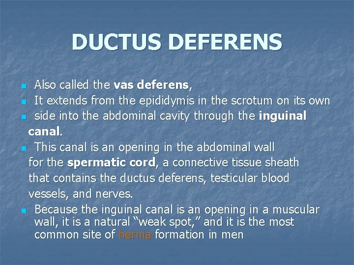 DUCTUS DEFERENS Also called the vas deferens, n It extends from the epididymis in