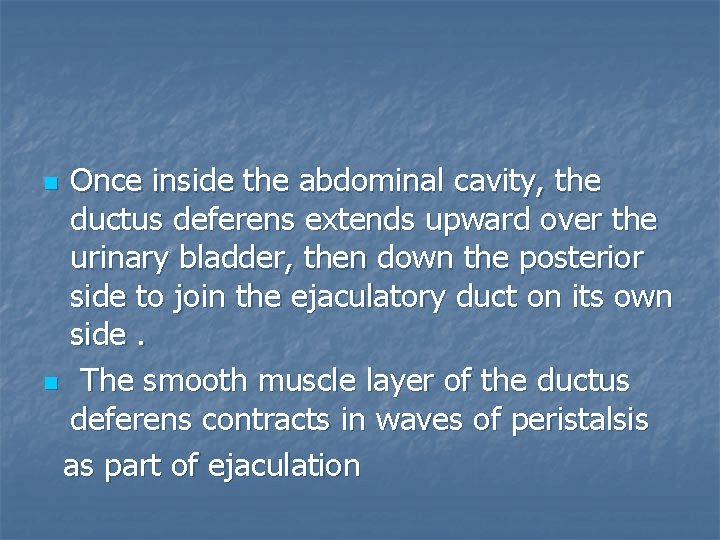 Once inside the abdominal cavity, the ductus deferens extends upward over the urinary bladder,