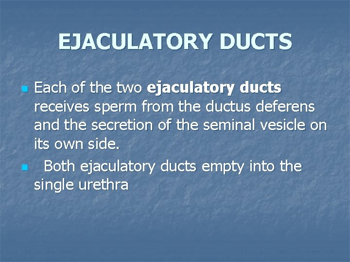 EJACULATORY DUCTS n n Each of the two ejaculatory ducts receives sperm from the