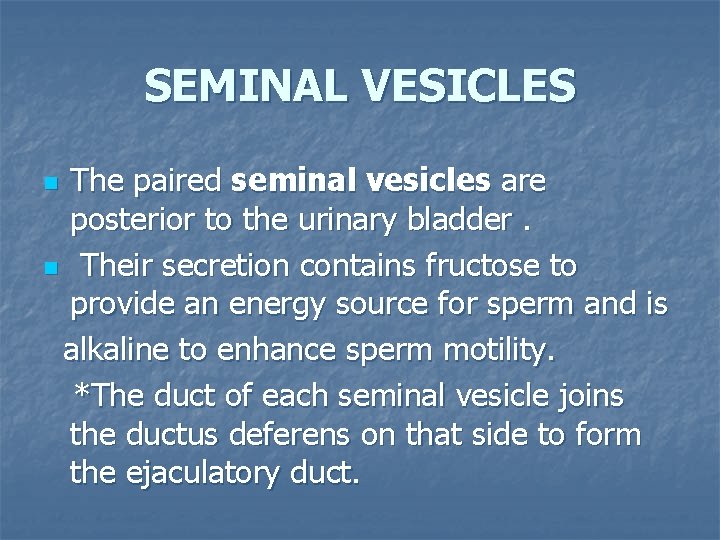 SEMINAL VESICLES The paired seminal vesicles are posterior to the urinary bladder. n Their