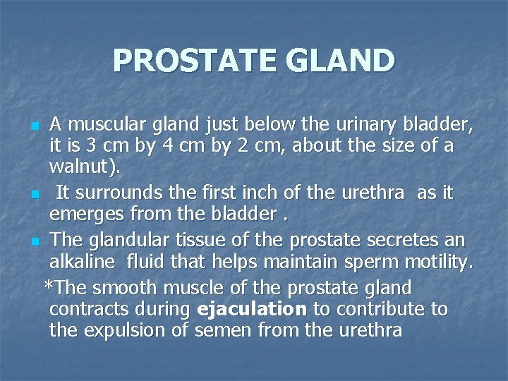 PROSTATE GLAND A muscular gland just below the urinary bladder, it is 3 cm