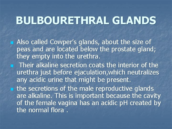 BULBOURETHRAL GLANDS n n n Also called Cowper’s glands, about the size of peas