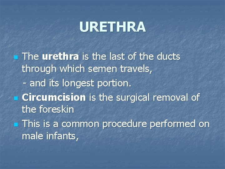 URETHRA n n n The urethra is the last of the ducts through which