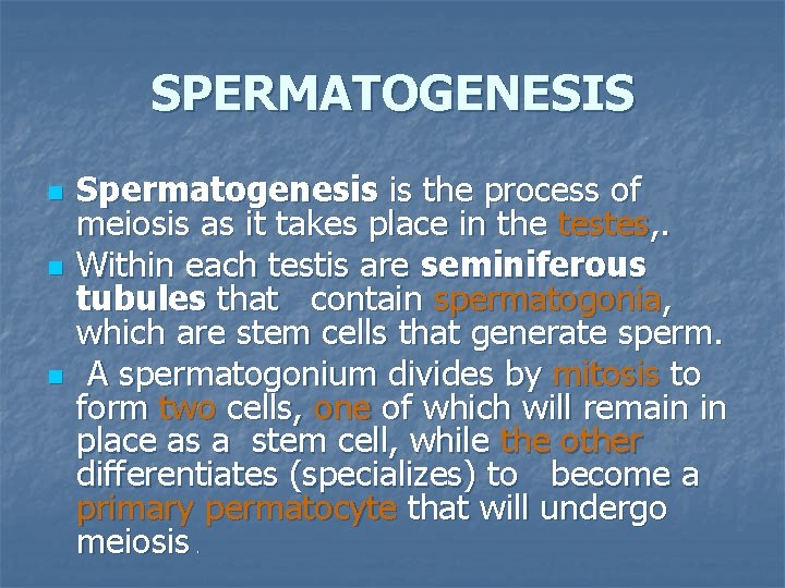 SPERMATOGENESIS n n n Spermatogenesis is the process of meiosis as it takes place