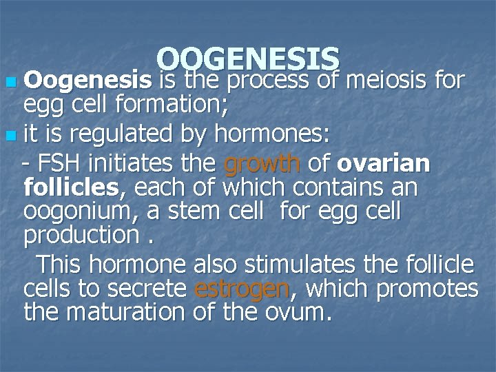 OOGENESIS Oogenesis is the process of meiosis for egg cell formation; n it is