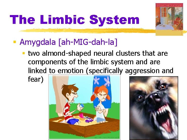 The Limbic System § Amygdala [ah-MIG-dah-la] § two almond-shaped neural clusters that are components