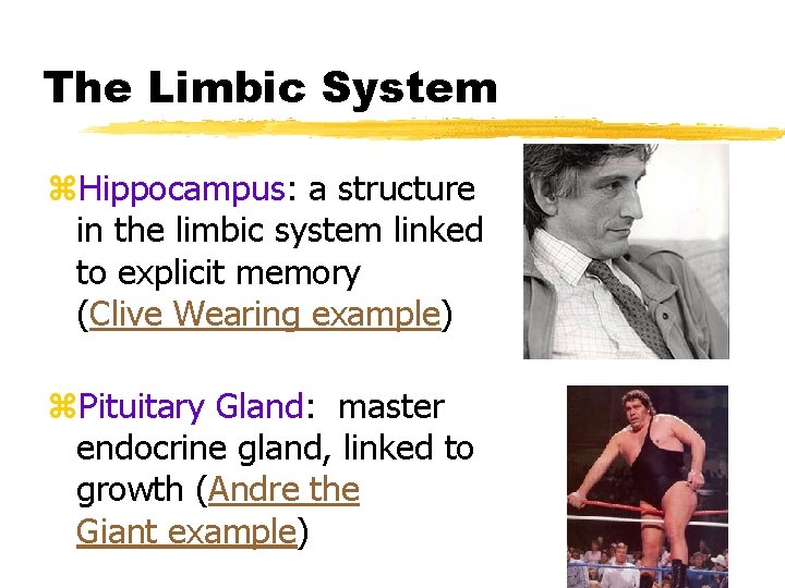 The Limbic System z. Hippocampus: a structure in the limbic system linked to explicit