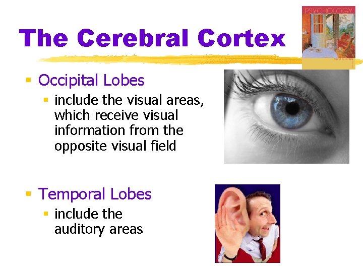 The Cerebral Cortex § Occipital Lobes § include the visual areas, which receive visual