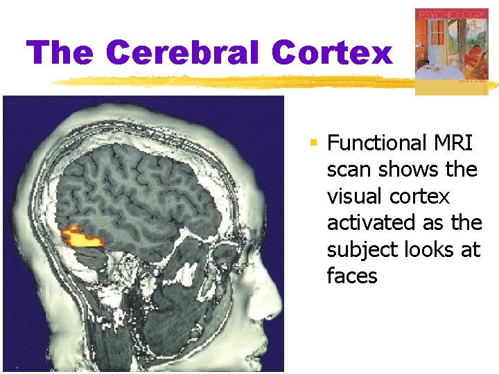 The Cerebral Cortex § Functional MRI scan shows the visual cortex activated as the