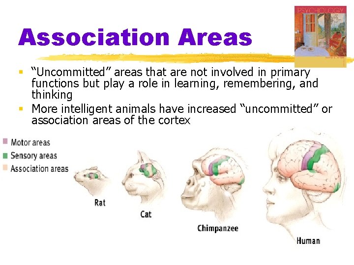 Association Areas § “Uncommitted” areas that are not involved in primary functions but play
