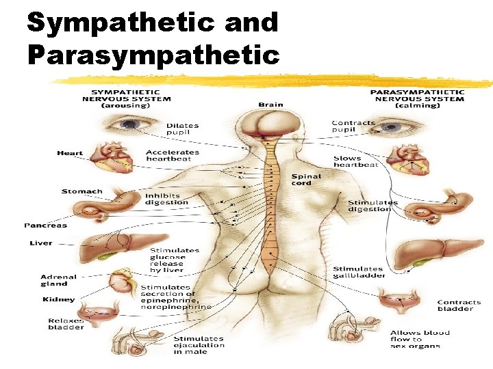 Sympathetic and Parasympathetic 