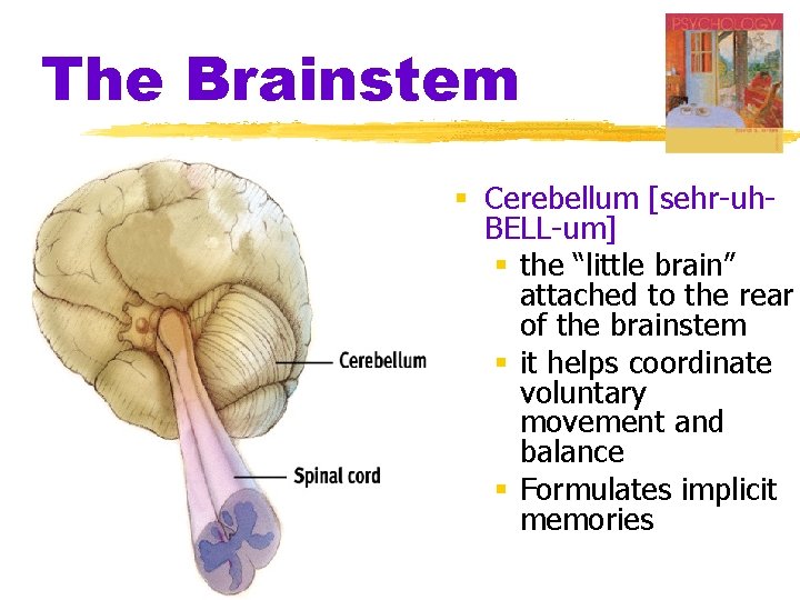 The Brainstem § Cerebellum [sehr-uh. BELL-um] § the “little brain” attached to the rear