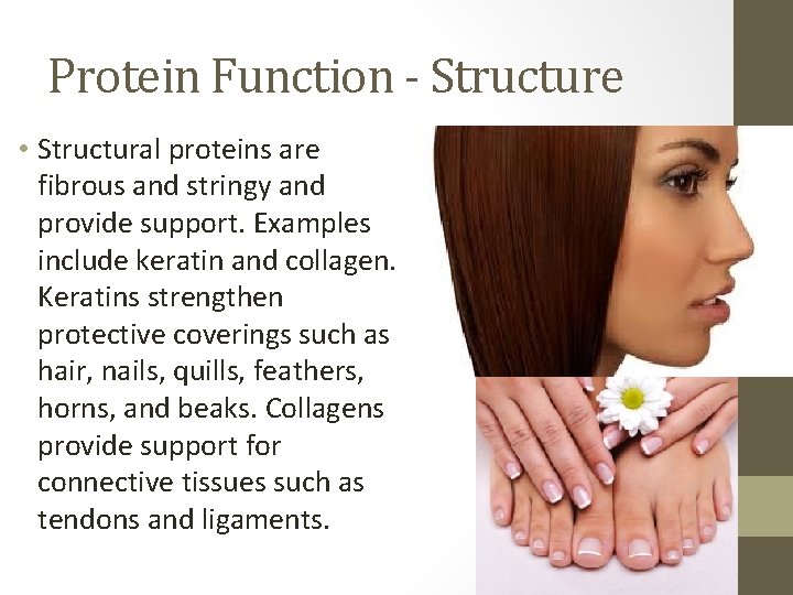 Protein Function - Structure • Structural proteins are fibrous and stringy and provide support.