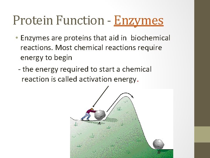 Protein Function - Enzymes • Enzymes are proteins that aid in biochemical reactions. Most