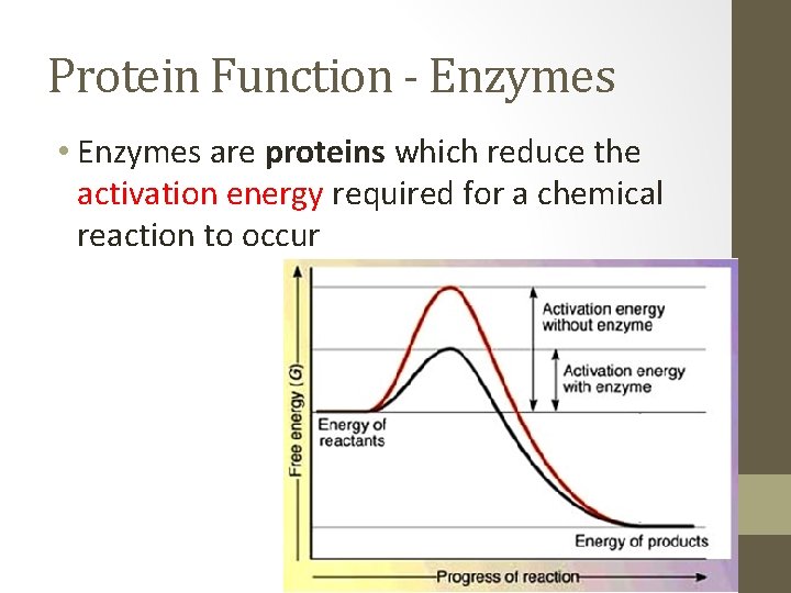 Protein Function - Enzymes • Enzymes are proteins which reduce the activation energy required