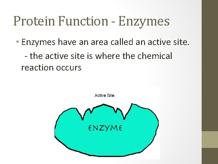 Protein Function - Enzymes • Enzymes have an area called an active site. -
