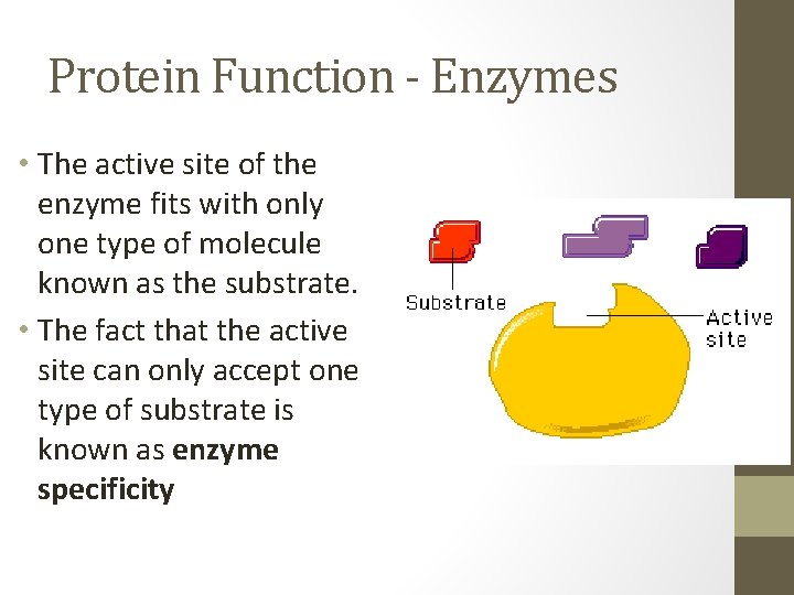 Protein Function - Enzymes • The active site of the enzyme fits with only